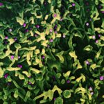 Can you get monkeypox more than once - Keralam Chronicles