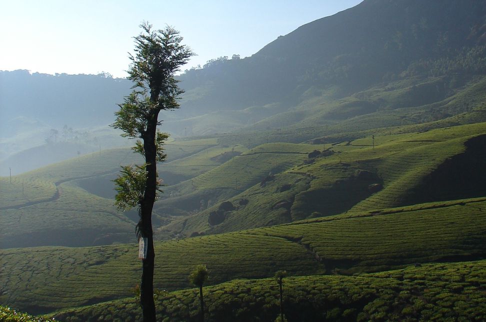 the best time to visit Munnar - Keralam Chronicles | Munnar Tour