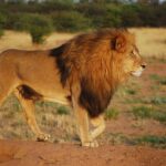 Gir National Park - Keralam Chronicles | Gujarat Tourism