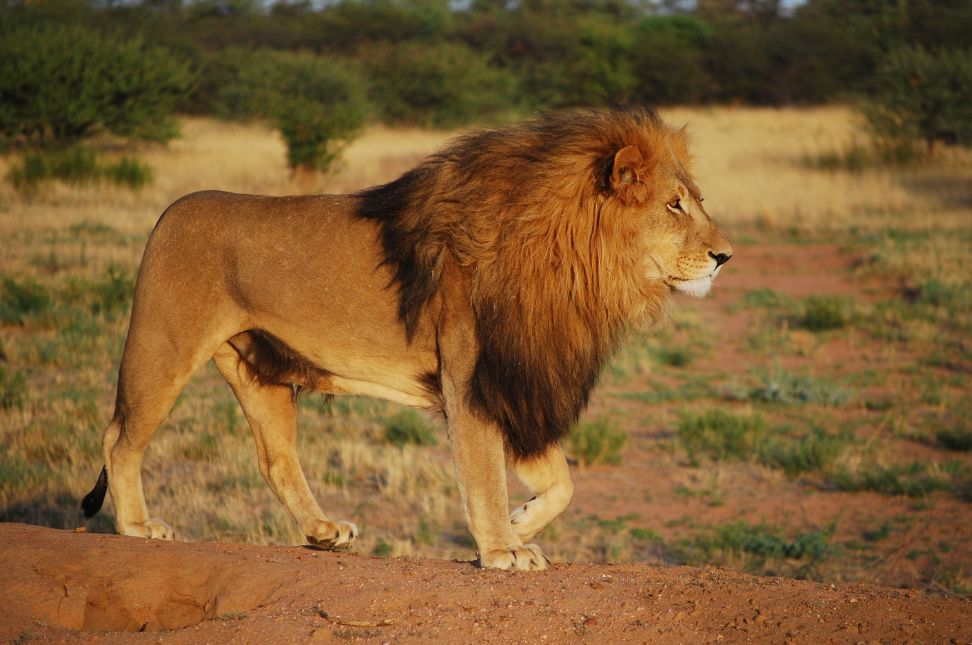 Gir National Park: Home of the Asiatic Lions