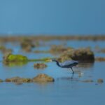 Marine National Park in Gujarat - Keralam Chronicles | Gujarat Tourism