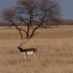 Velavadar National Park - Keralam Chronicles | Gujarat Tourism