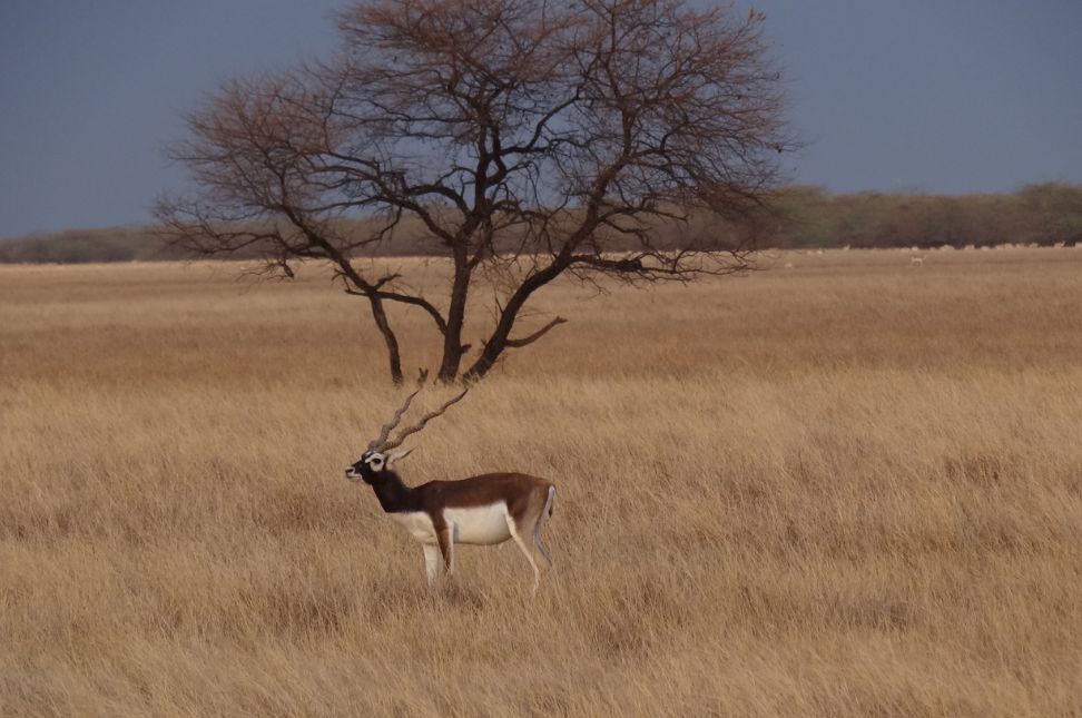 Velavadar National Park: The Blackbuck Sanctuary